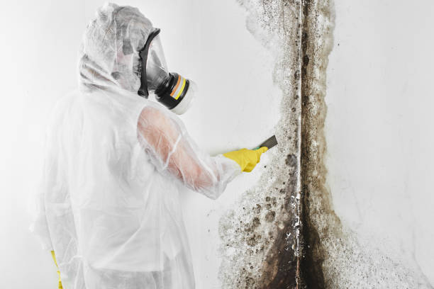 Mold Removal Process in Aiken, SC