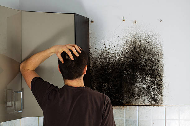 Best Black Mold Removal  in Aiken, SC