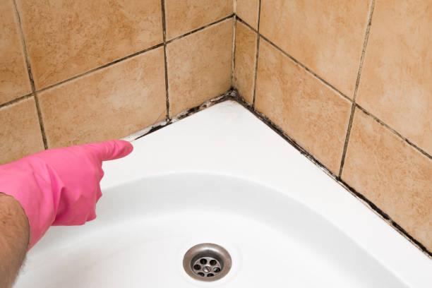 Best Mold Inspection  in Aiken, SC