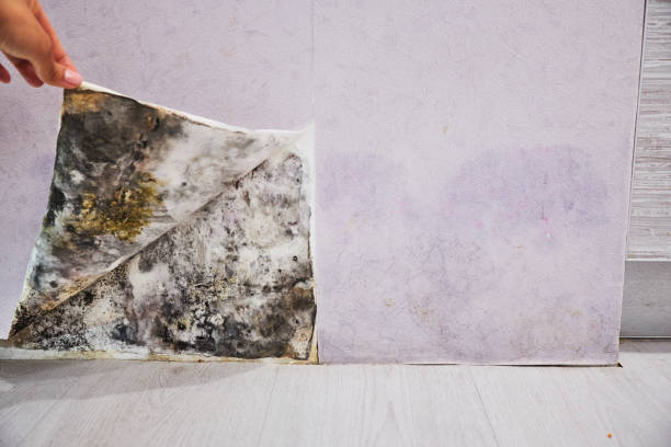 Best Professional Mold Removal  in Aiken, SC